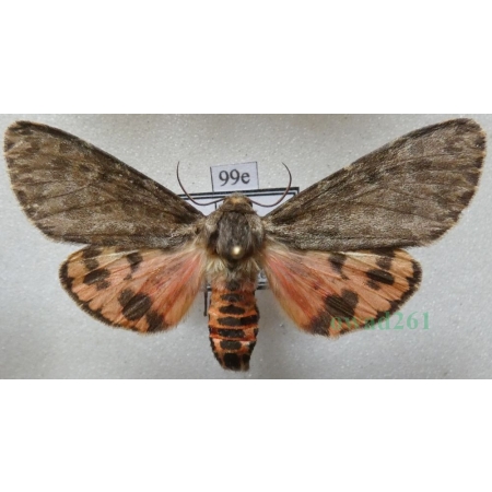 Olepa schleini Witt et al., 2005 male Isreal99e RARE!!!